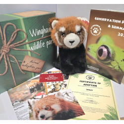 Red Panda Adoption Gift Box (inc. delivery)