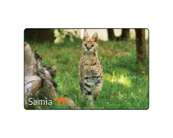 Magnet - Samia