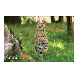 Magnet - Samia