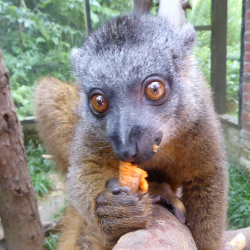 White collared lemur - Manantena