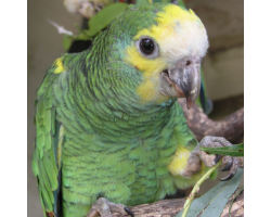 Yellow shouldered amazon parrot - Margarita