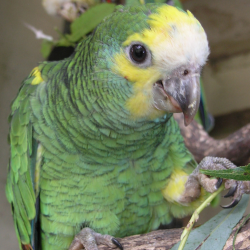 Yellow shouldered amazon parrot - Margarita