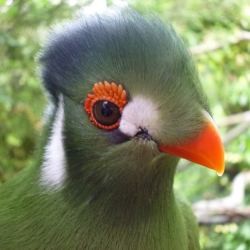 White cheeked turaco - Marvine