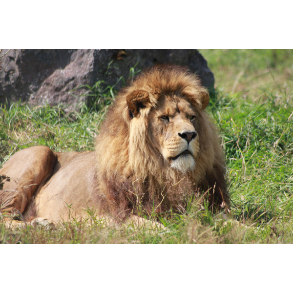 Family Lion Adoption