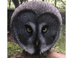 Great grey owl - Matt (female)