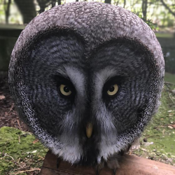 Great grey owl - Matt (female)