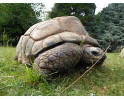Aldabra giant tortoise - Maxime (male)