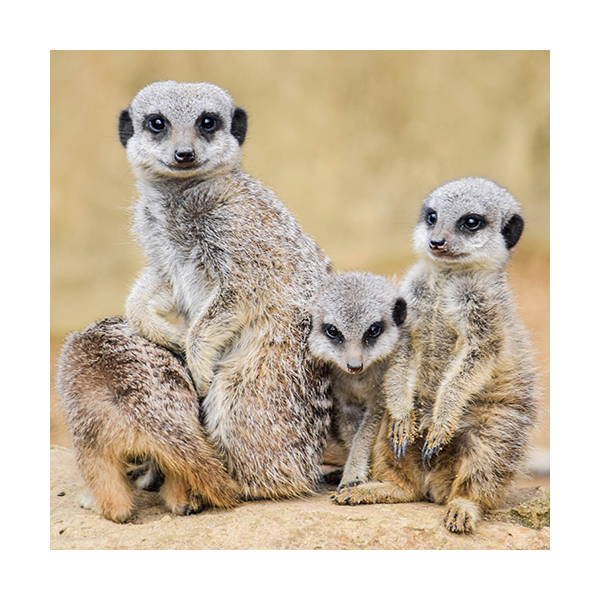 Meerkat Adoption
