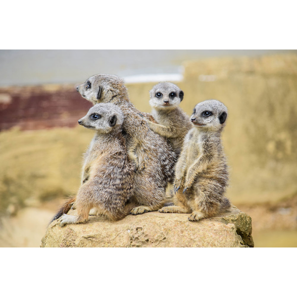 Family Meerkat Adoption