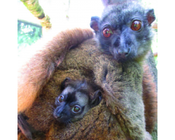 White collared lemur - Mirana
