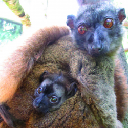 White collared lemur - Mirana