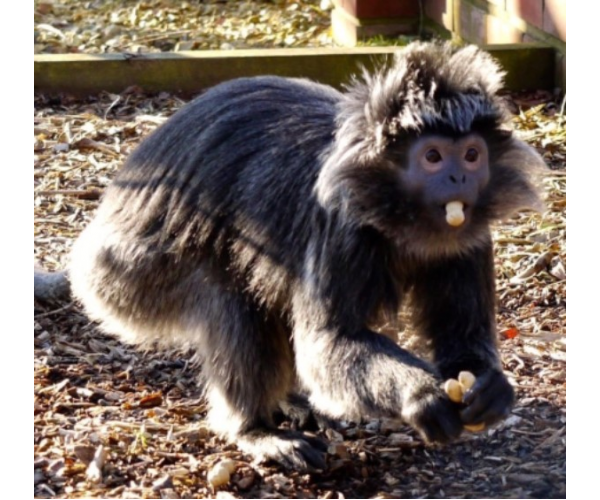 £5 donation for a bag of monkey nuts!