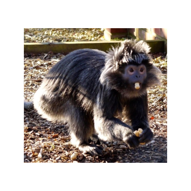 £5 donation for a bag of monkey nuts!