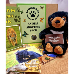 Moonbear Adoption Gift Box (inc. delivery)