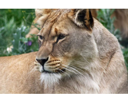 African lion - Nabulaa