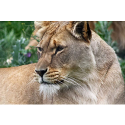 African lion - Nabulaa