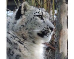 Snow leopard - Nefeli (female)