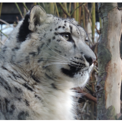 Snow leopard - Nefeli (female)