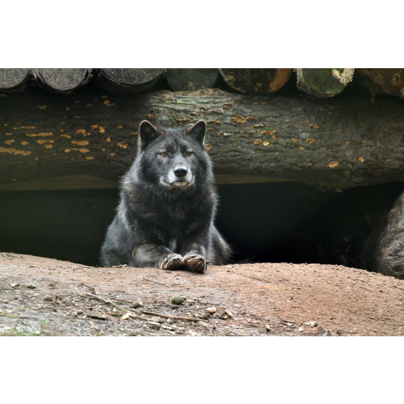 adopt-a-pack-of-wolves-for-an-adult-over-16