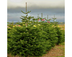 Nordmann Fir 6ft 2024