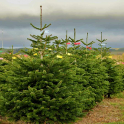 Nordmann Fir 6ft 2024