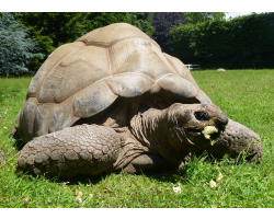 Aldabra giant tortoise - Norma (female)
