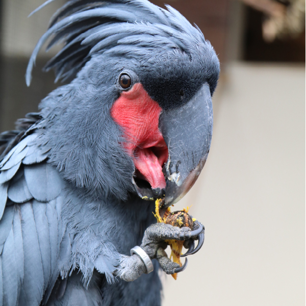 pine nuts for parrots