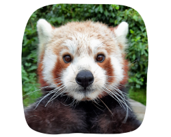 Red Panda Junior Adoption