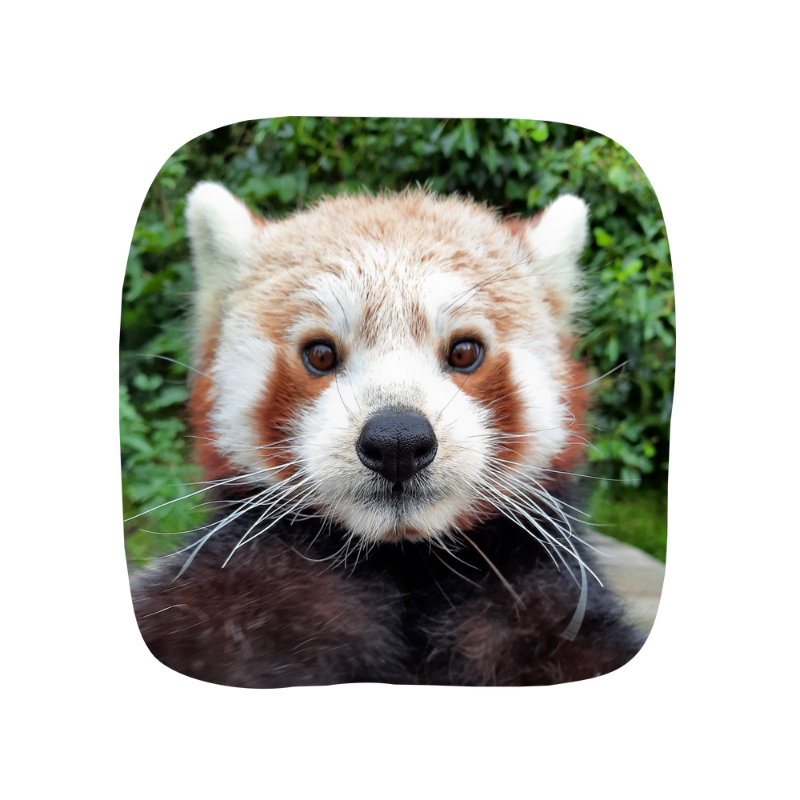 Red Panda Junior Adoption