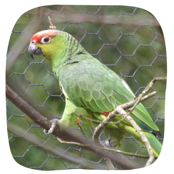 Amazon Parrot Adoption