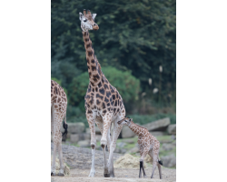 Giraffe Adoption Pack