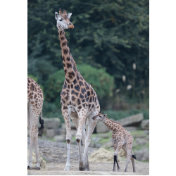 Giraffe Adoption Pack