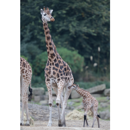 Giraffe Adoption Pack