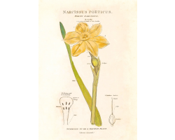 Narcissus Poeticus greetings card