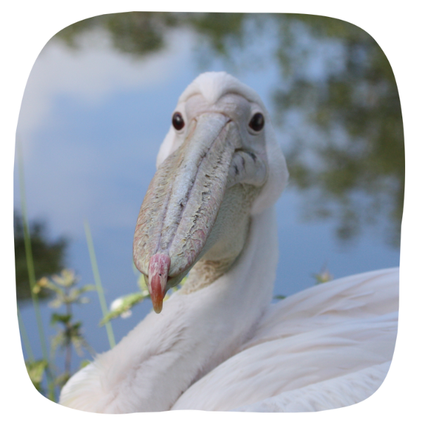 Pelican Adoption Pelican adoption