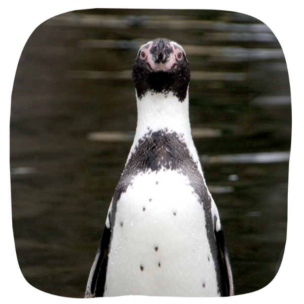 Penguin Junior Adoption penguin-junior-adoption