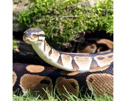 Royal python - Percy