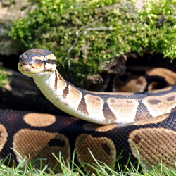 Royal python - Percy