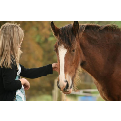 Shire Horse Adoption