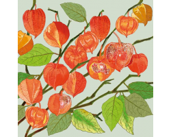 Physalis greetings card