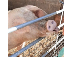 Pig Donation - £1