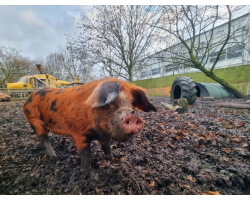 Adopt our Oxford Sandy & Black Pig for 1 year