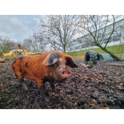 Adopt our Oxford Sandy & Black Pig for 1 year