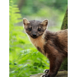 Adopt a Richness of Pine Marten for a Child (Under 16)