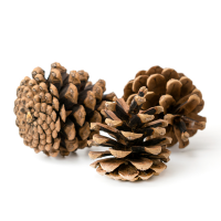 Pine cone trio