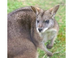 Parma wallaby - Pogo