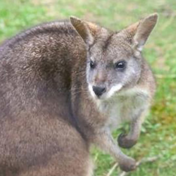 Parma wallaby - Pogo