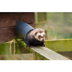 Polecats Adoption