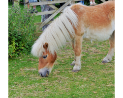 Pony Donation £50.00