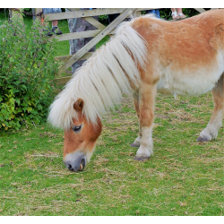 Pony Donation £50.00